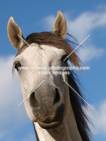 Lusitano portrait against blue sky