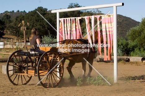 Belgian Draft horse training