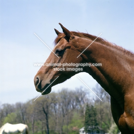 quarter horse mare head study