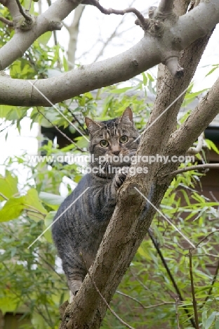 tabby cat looking at camera a tree