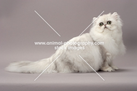 Shaded Silver Persian cat on grey background