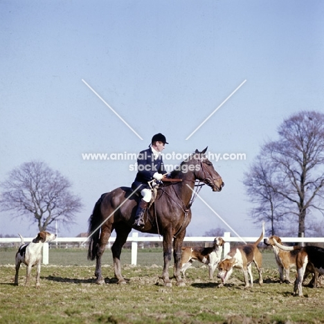 horse and rider at drag hunt with foxhounds