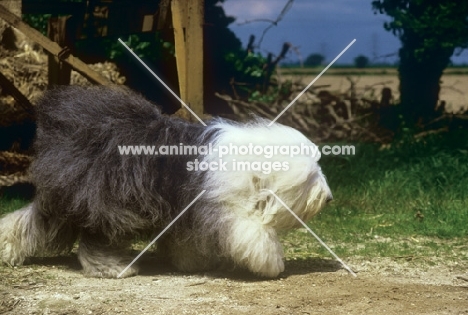 ch siblindy manta, old english sheepdog striding past wood pile