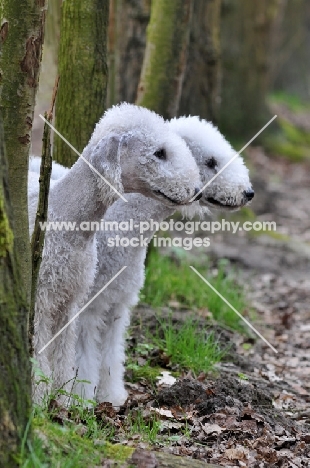 Bedlington Terriers in forest
