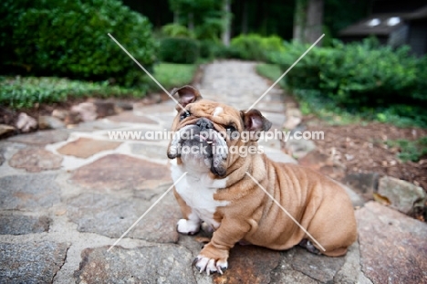 english bulldog sitting