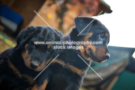 two beauceron puppies