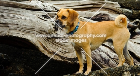 Puggle on log