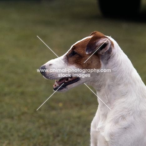 smooth fox terrier head portrait