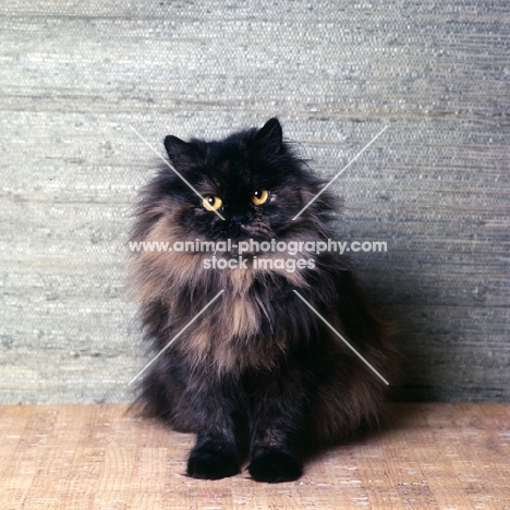 champion chadhurst june melody, long hair tortoiseshell cat