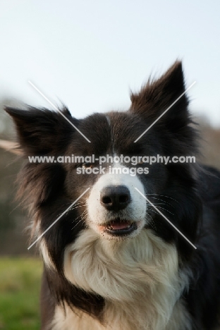 Border Collie looking at camera with ears up