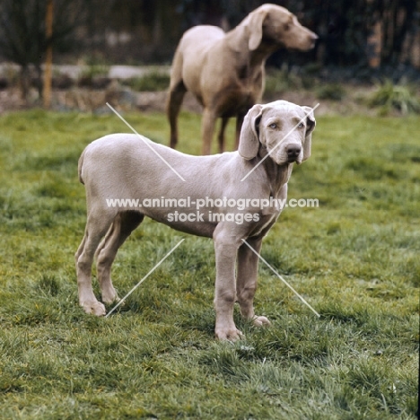 weimaraner puppy