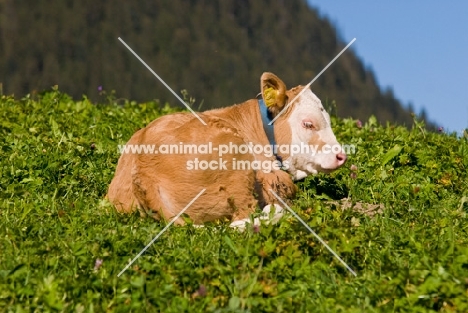 calf resting in field