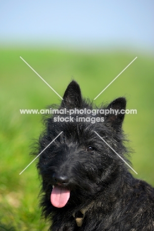 Scottish Terrier puppy in a field