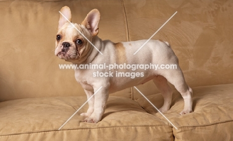 French Bulldog standing on sofa