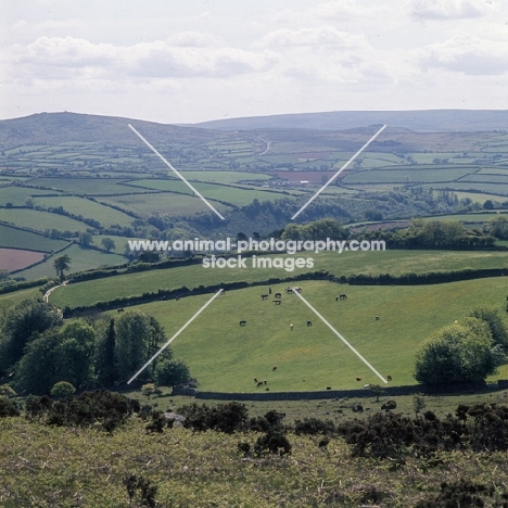 distant shot of Dartmoor ponies in field with moor behind