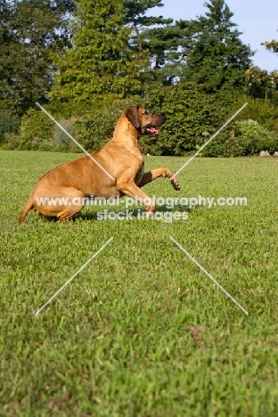 Rhodesian Ridgeback jumping up