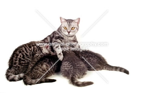 silver tabby British Shorthair cat nurturing her kittens