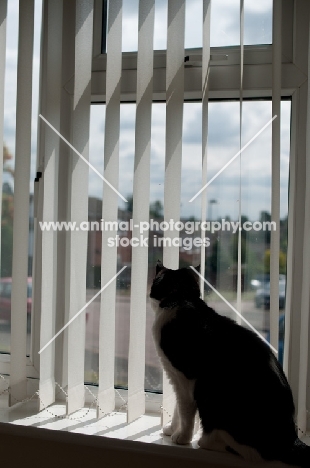 non pedigree cat behind window
