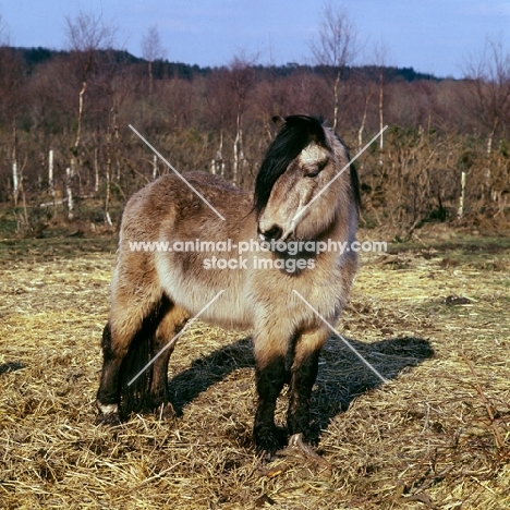 shon, welsh mountain pony stallion in winter coat