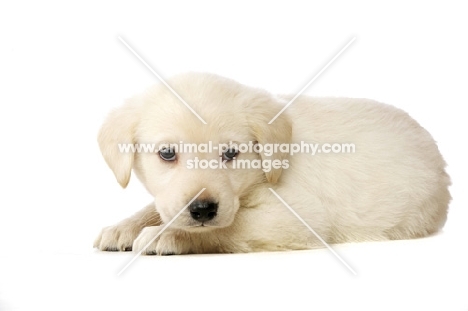 Golden Labrador Puppy lying isolated on a white background