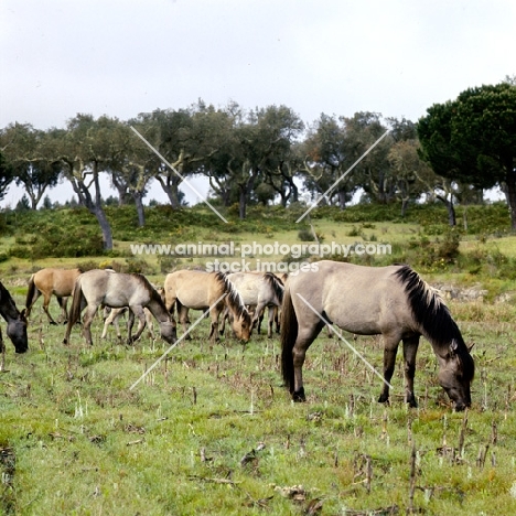 sorraia ponies in portugal all grazing