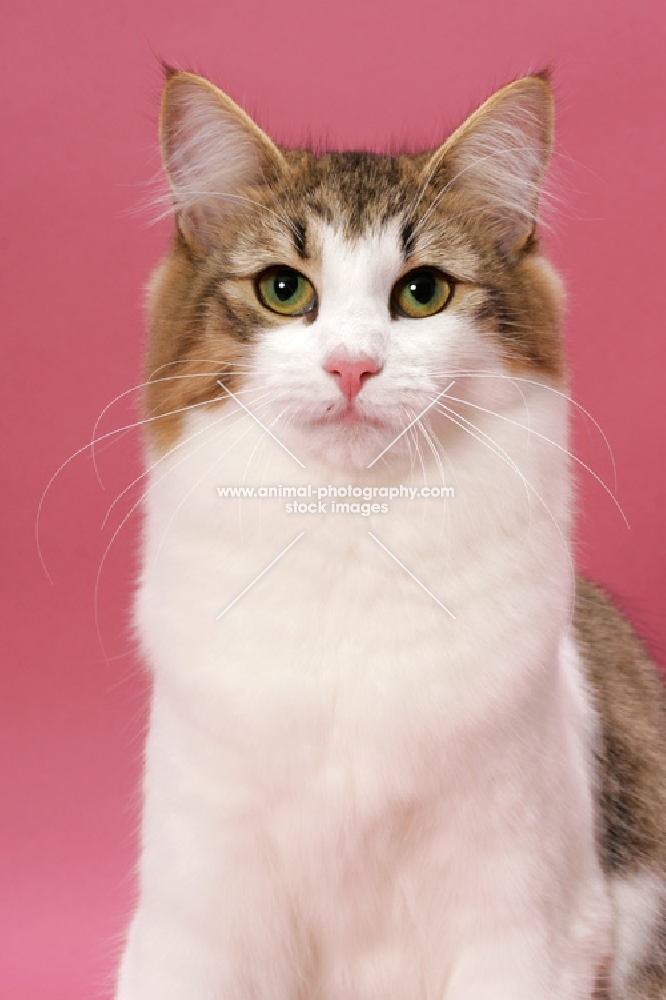 Brown Mackerel Tabby & White Norwegian Forest cat