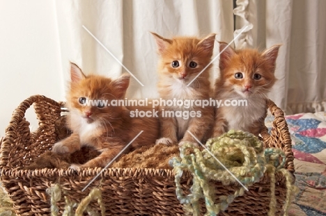 three Maine Coon kittens