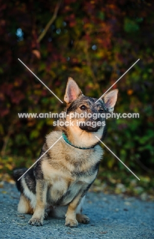 Swedish Vallhund sitting down