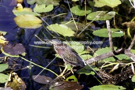 green heron in the everglades, florida