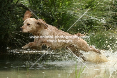 English Cocker Spaniel jumping out of water