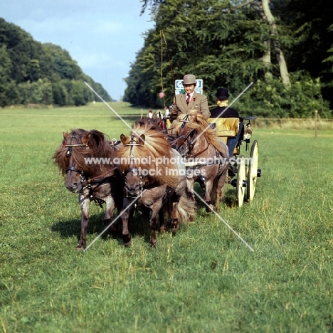 team of shetland ponies in driving competition