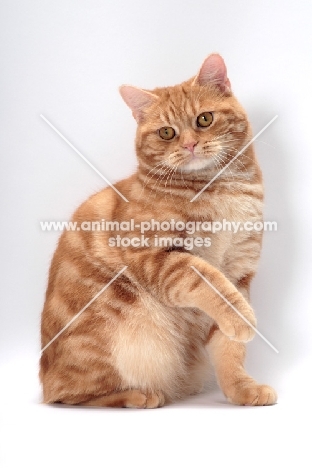 Red Classic Tabby Manx on white background