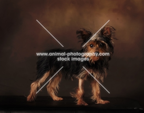 Yorkie on brown background