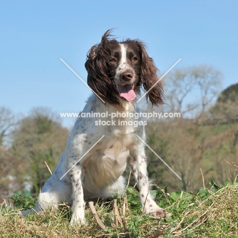 liver and white, working bred , english springer