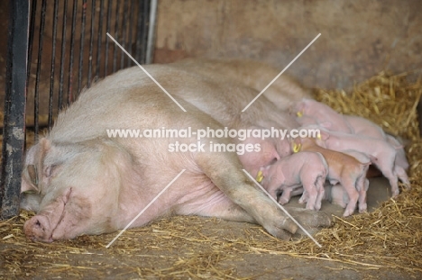 Camborough sow with her day old litter of x breed piglets