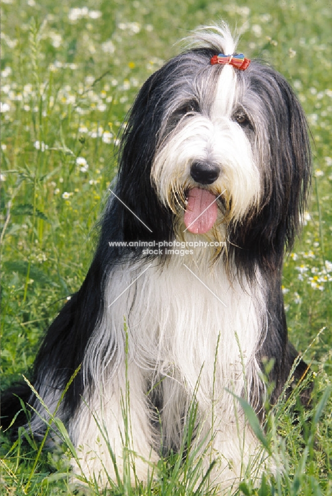 Bearded Collie with bow in hair