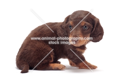 very young Chocolate Tan coloured longhaired miniature Dachshund puppy