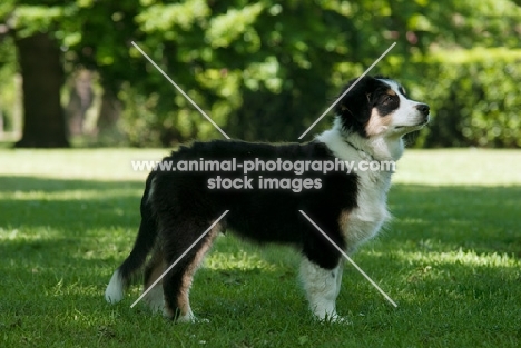 4 month australian shepherd dog, side view