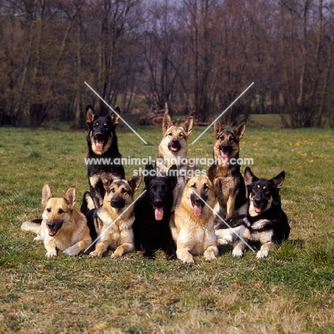 large group of german shepherd dogs from rozavel