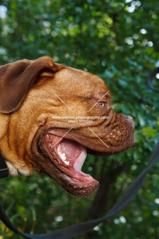 dogue de bordeaux profile