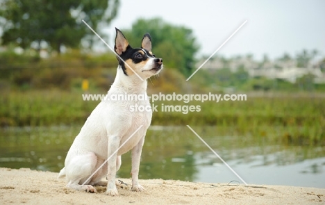 Toy Fox Terrier