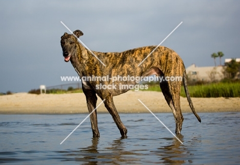 brindle Greyhound, side view