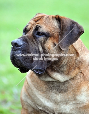 Boerboel portrait