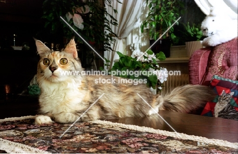 maine coon at home