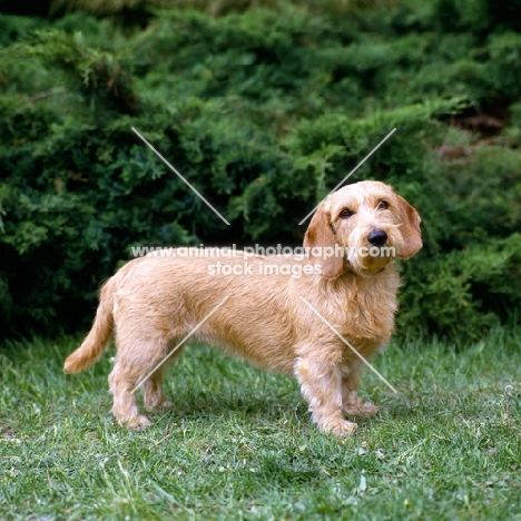 basset fauve de bretagne standing on grass