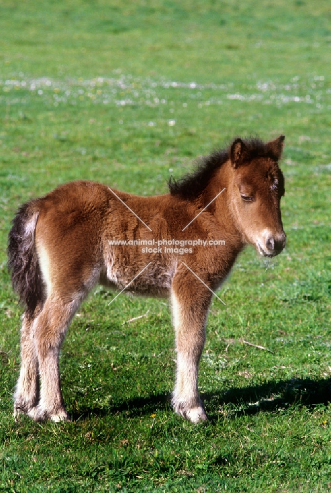 shetland foal standing on grass