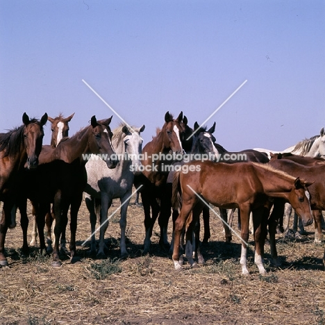 taboon of tersk mares & foals at stavropol stud, russia