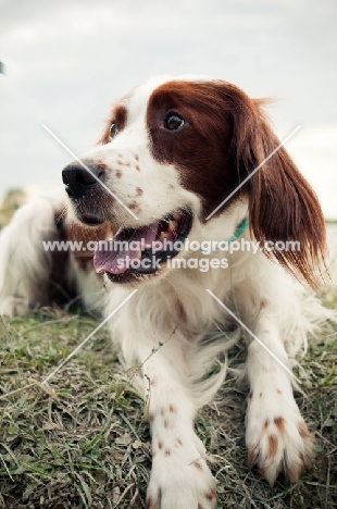 Irish red and white setter resting on grass