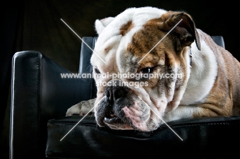 Bulldog in a chair