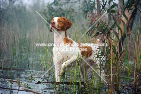 alert Brittany Spaniel in water